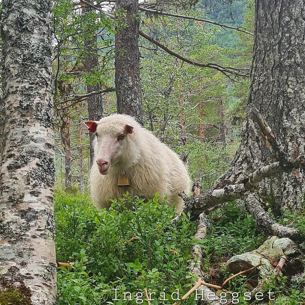 Spelsauen Lilja i Vindøldalen🐑💕 Spelsauen Lilja i Vindøldalen🐑💕