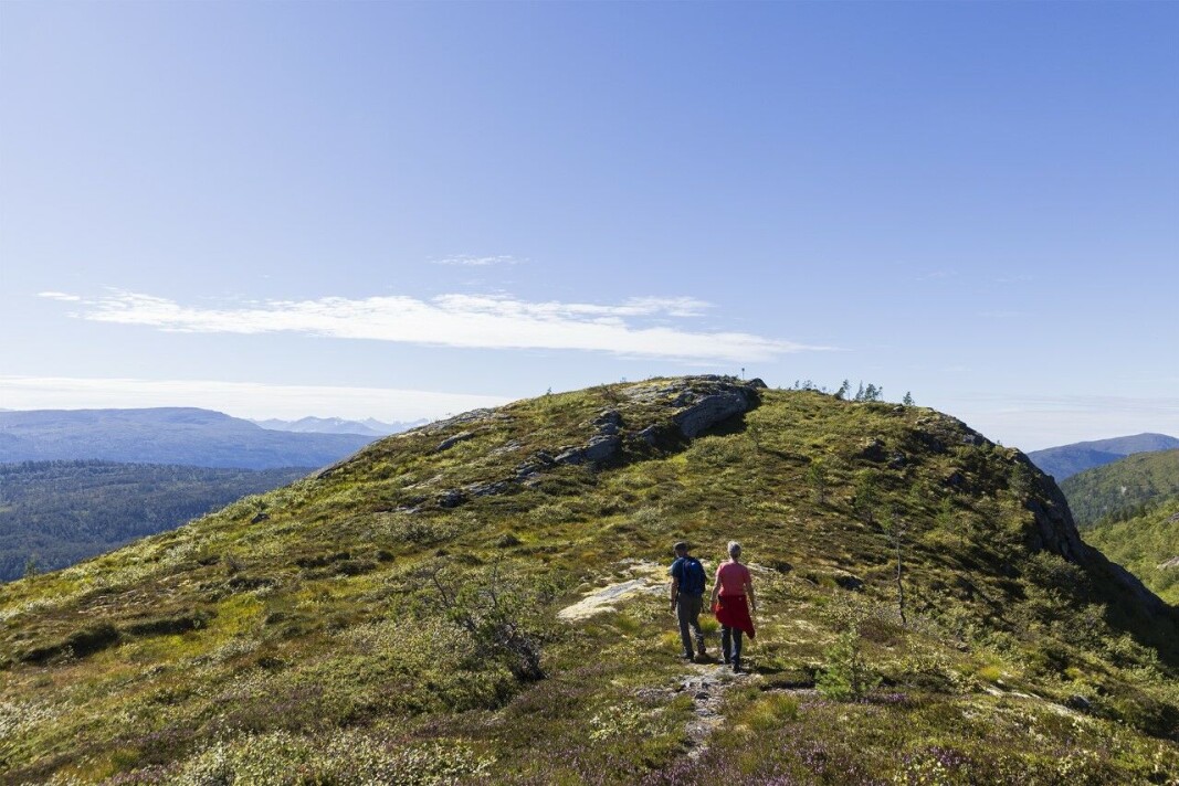 Mot toppen av Amtlihammaren, 523 moh. Mot toppen av Amtlihammaren, 523 moh.