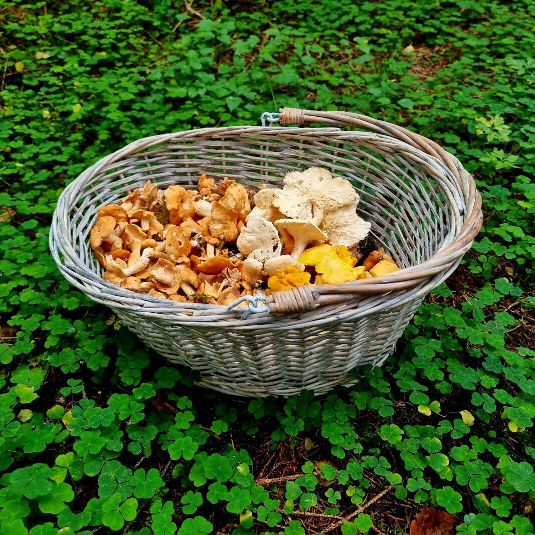 Årets første sopptur🤗🍄 Årets første sopptur🤗🍄