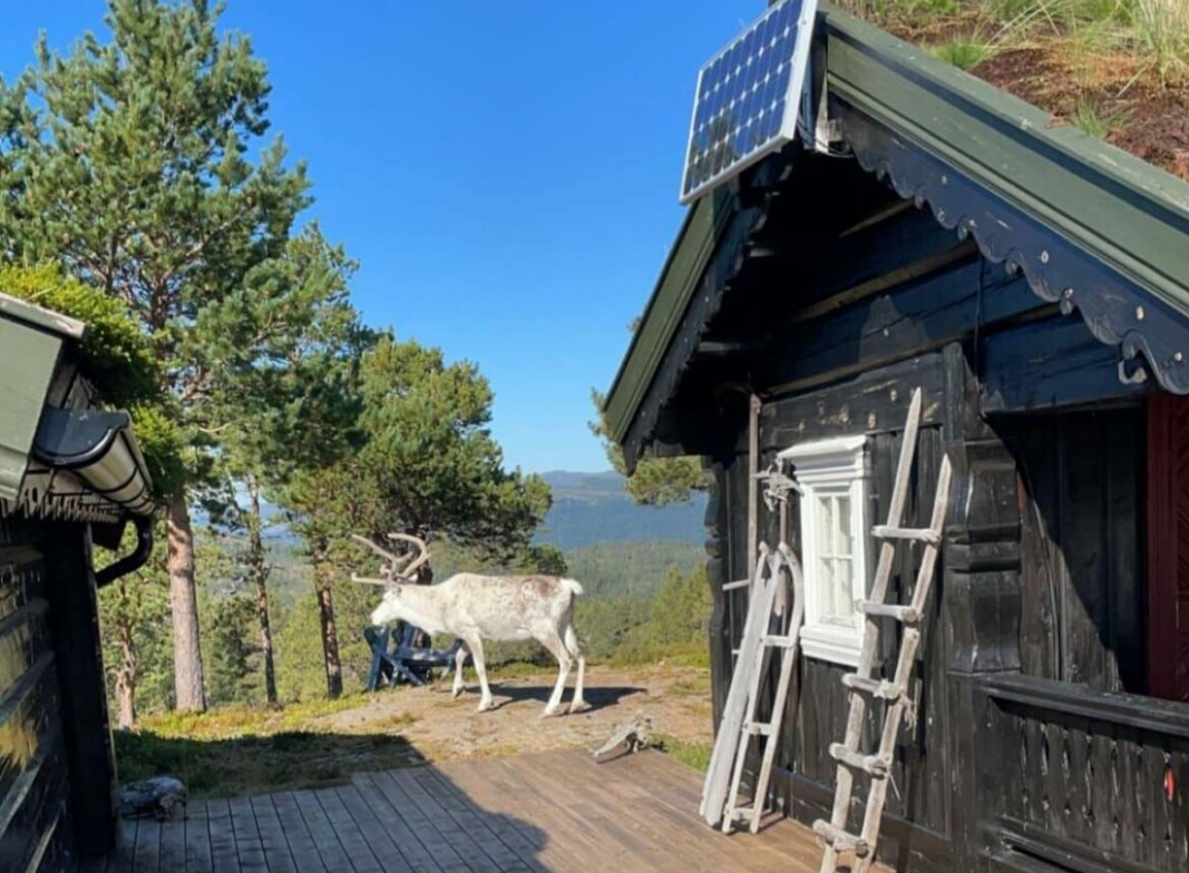 Det var allerede en som hadde inntatt verandaen da vi kom. Det var allerede en som hadde inntatt verandaen da vi kom.