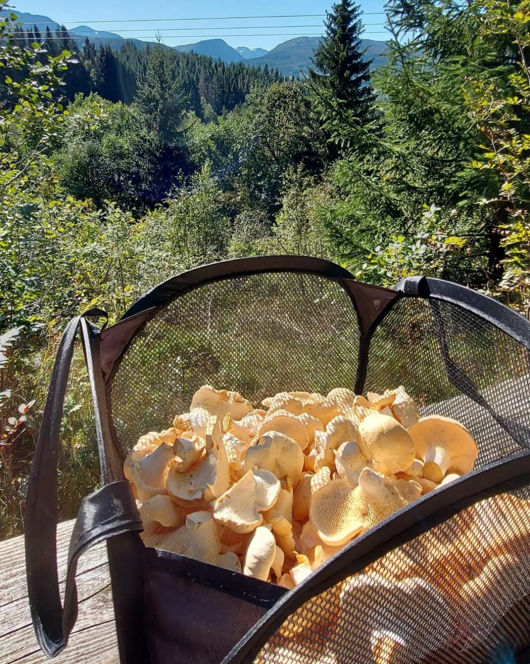 Årets første høstur🍁🍂☀️ Årets første høstur🍁🍂☀️
