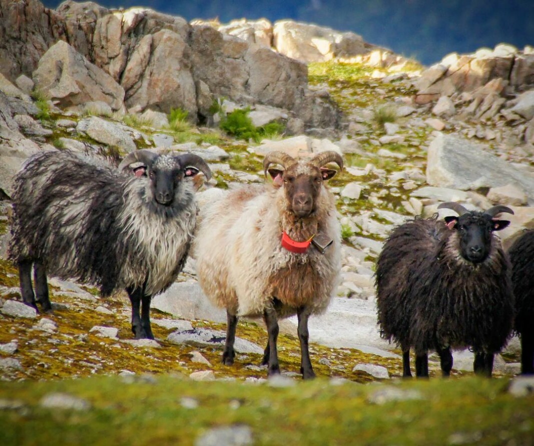 Du vær-den for noen flotte dyr! Alltid like kjekt å møte på tur i fjellet. Synd sommeren er over og at de må hjemover 🍁🍂 🐏🐏 Du vær-den for noen flotte dyr! Alltid like kjekt å møte på tur i fjellet. Synd sommeren er over og at de må hjemover 🍁🍂 🐏🐏