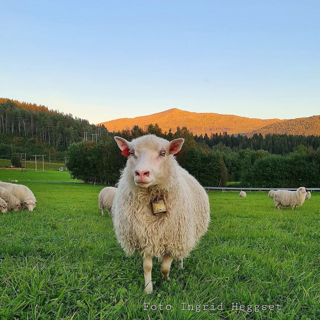 Ønsker alle ei god helg med eit bilde av sauen Jenny💕🐑 Ønsker alle ei god helg med eit bilde av sauen Jenny💕🐑