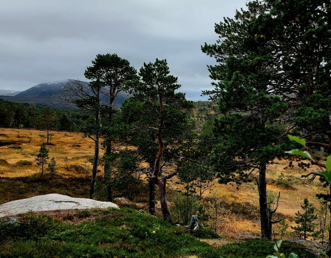 Fra hytta mot Gaddfjellet. Fra hytta mot Gaddfjellet.