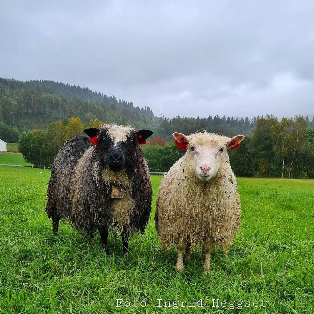 Her er sauen Mari sammen med det eine lammet sitt🐑💕 Her er sauen Mari sammen med det eine lammet sitt🐑💕