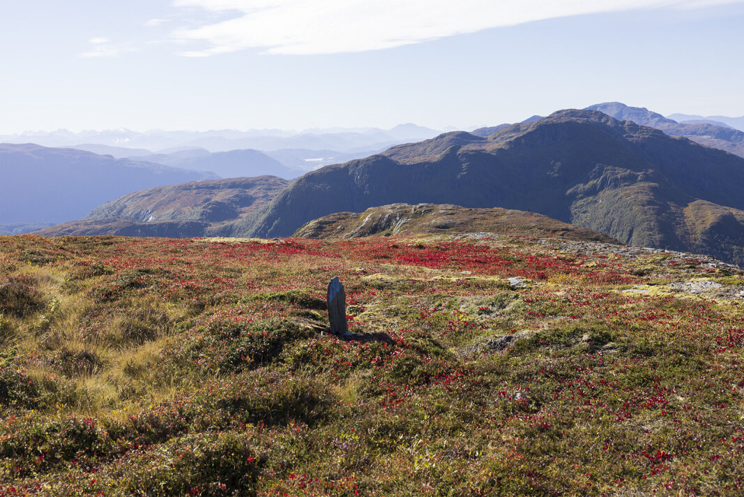 Rypelyngen gløda i fjellet. Rypelyngen gløda i fjellet.