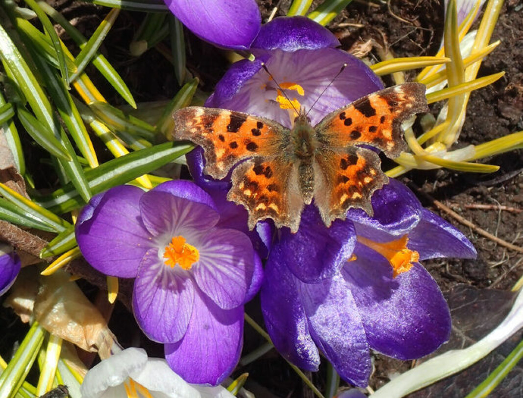 Sommerfugl av arten Hvit C (Polygonia c-album). Sommerfugl av arten Hvit C (Polygonia c-album).