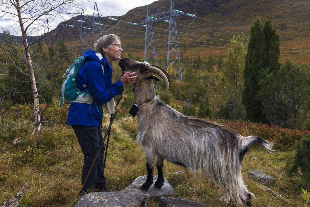 Marit og bukken ved Nordviksetra. Marit og bukken ved Nordviksetra.