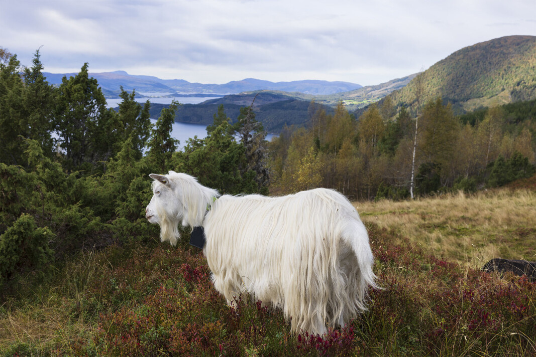 Dette må no vel vere premiegeit. Dette må no vel vere premiegeit.