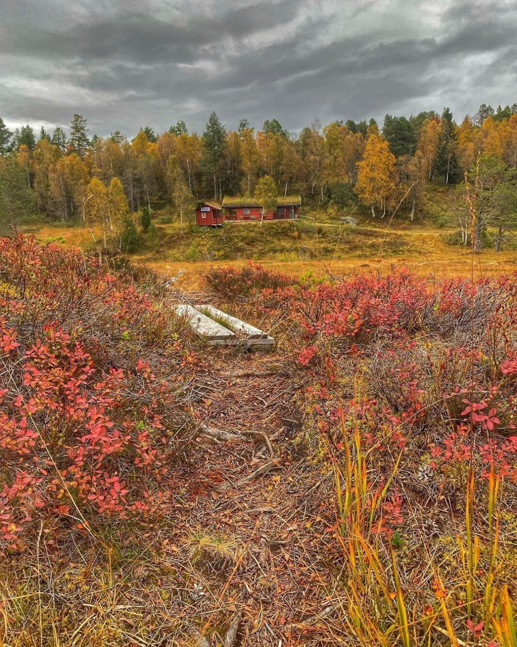 🍂🍁 #tørsåsløa #tørsetmarka #rindal 🍂🍁 #tørsåsløa #tørsetmarka #rindal
