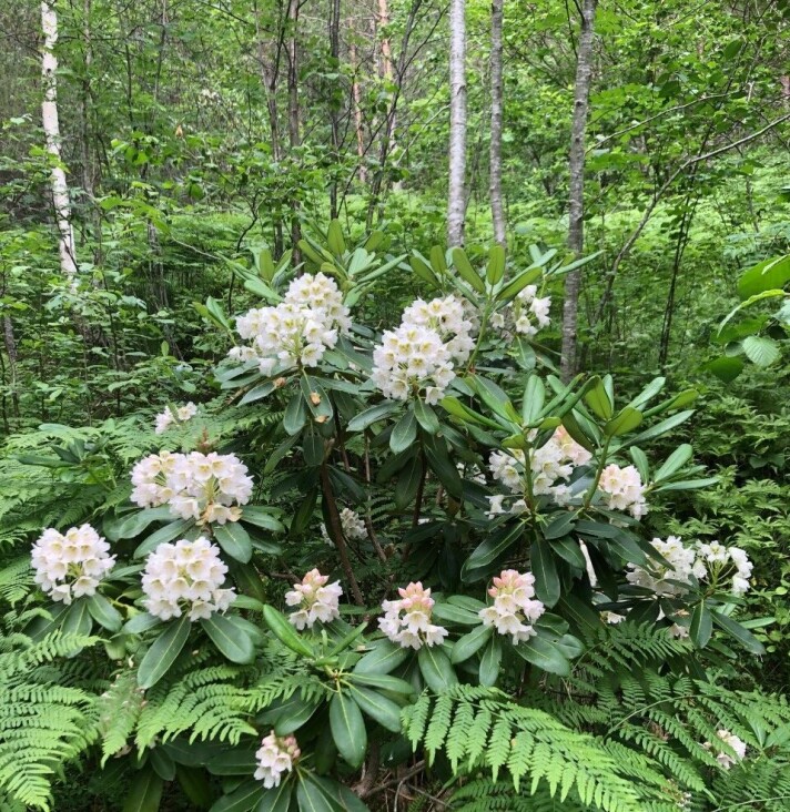 Forvilla rododendron. Forvilla rododendron.