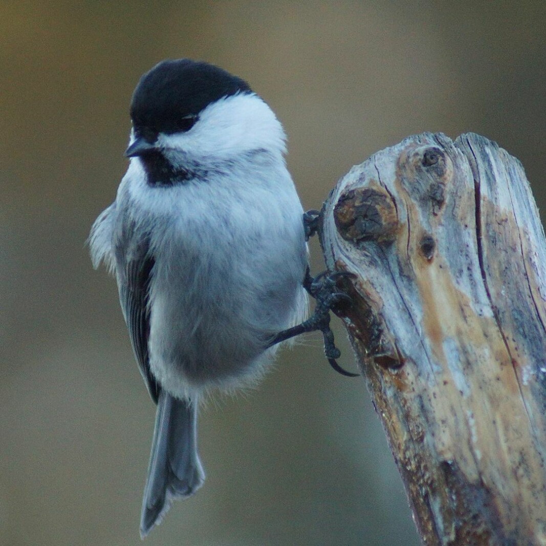 Granmeis/Willow tit. (Poecile montanus) Granmeis/Willow tit. (Poecile montanus)