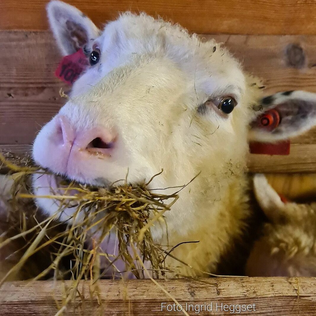Kluskå er glad i mat🐑💕Click to add image caption Kluskå er glad i mat🐑💕Click to add image caption