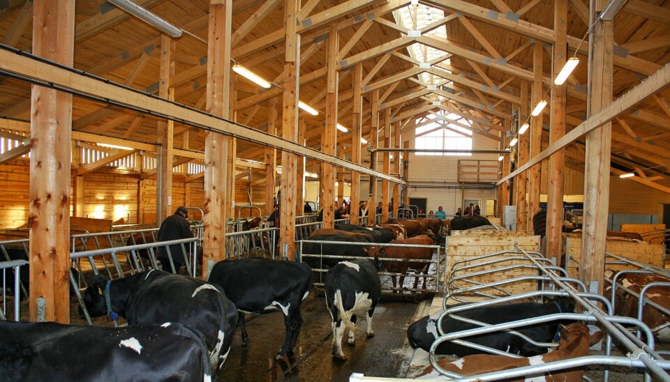 Frå nyfjøset i 2012. Det unike med fjøset er at dei ønska å bruke så mykje kortreiste materiale som mulig og det vart lag vekt på bruk av tre som hovedmateriale.