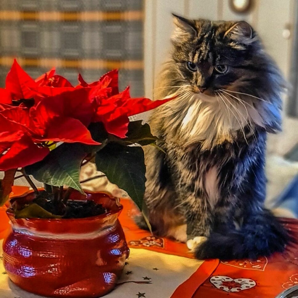 Fineste julepynten er på plass på spisebordet til mamma og pappa 😍