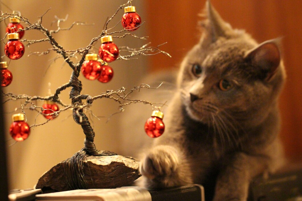 Katten Nova heime hos Eli har vanskeleg for å halde seg unna julepynten. Katten Nova heime hos Eli har vanskeleg for å halde seg unna julepynten.