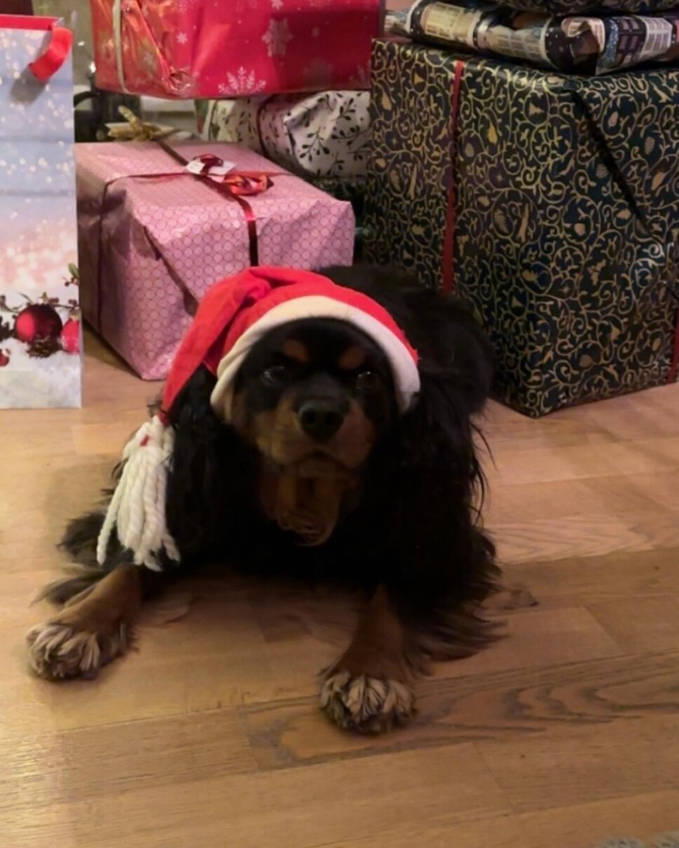 God jul💫#cavalierkingcharlesspaniel #surnadal God jul💫#cavalierkingcharlesspaniel #surnadal