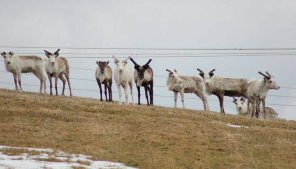 Ti reinsdyr på delvis snødekt mark