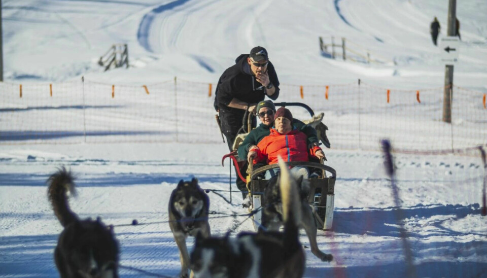 Hundekjøring på Nordmarka er populært