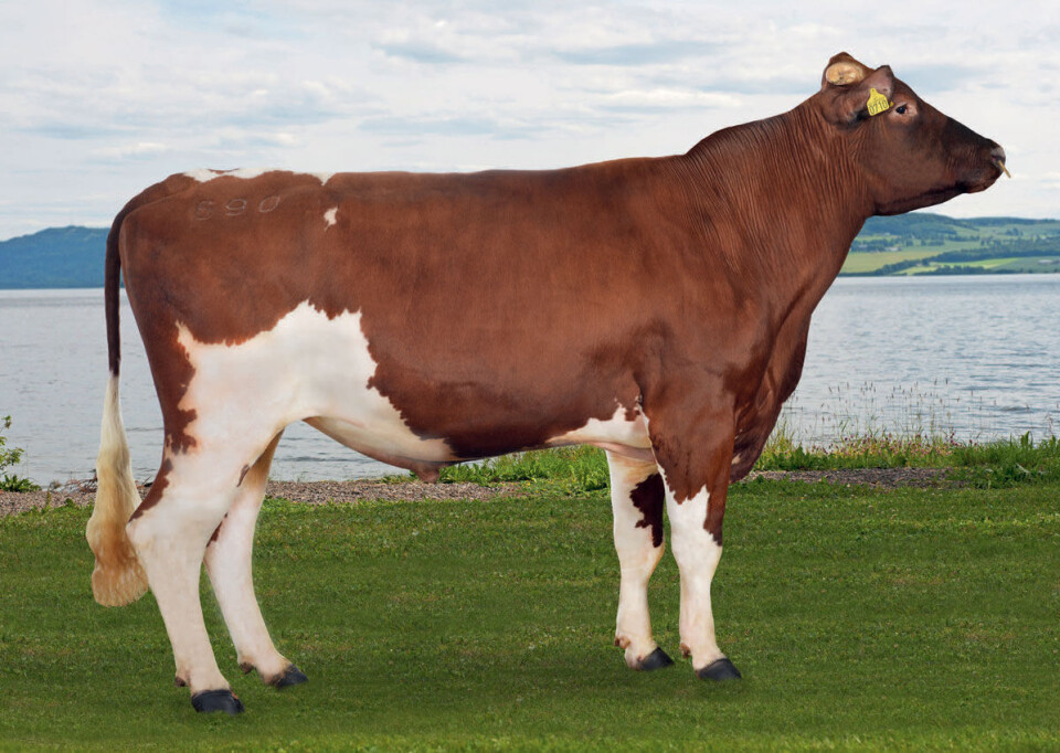 Rindalsoksen 11690 Roen