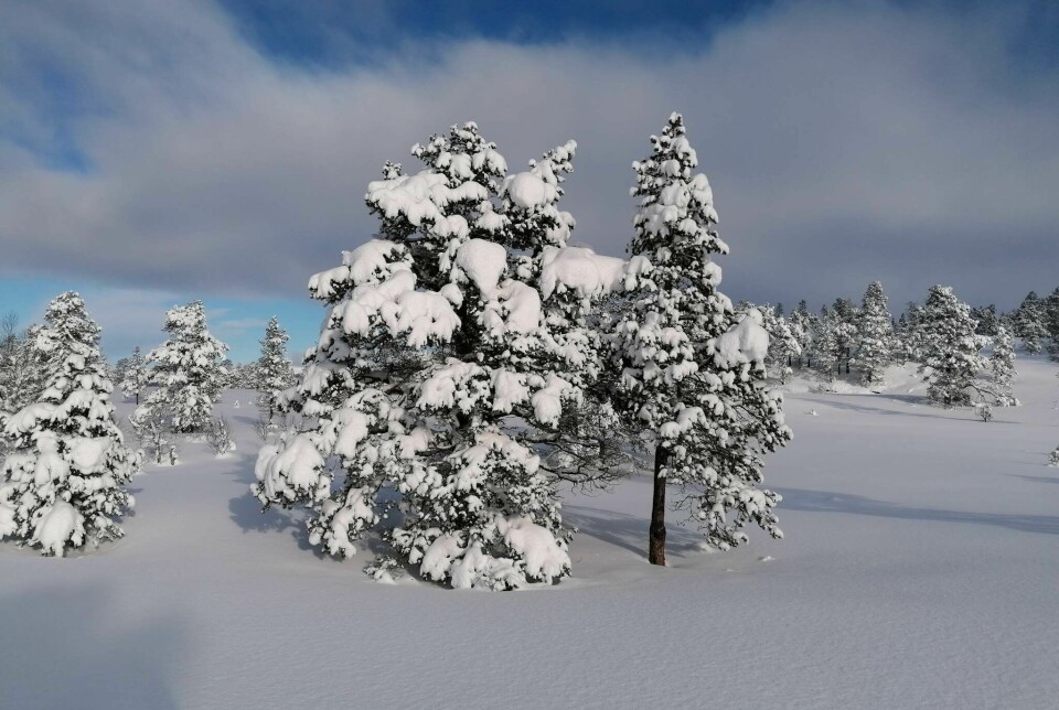 Et uberørt snølandskap med gran- og furtrær med mye snø på.