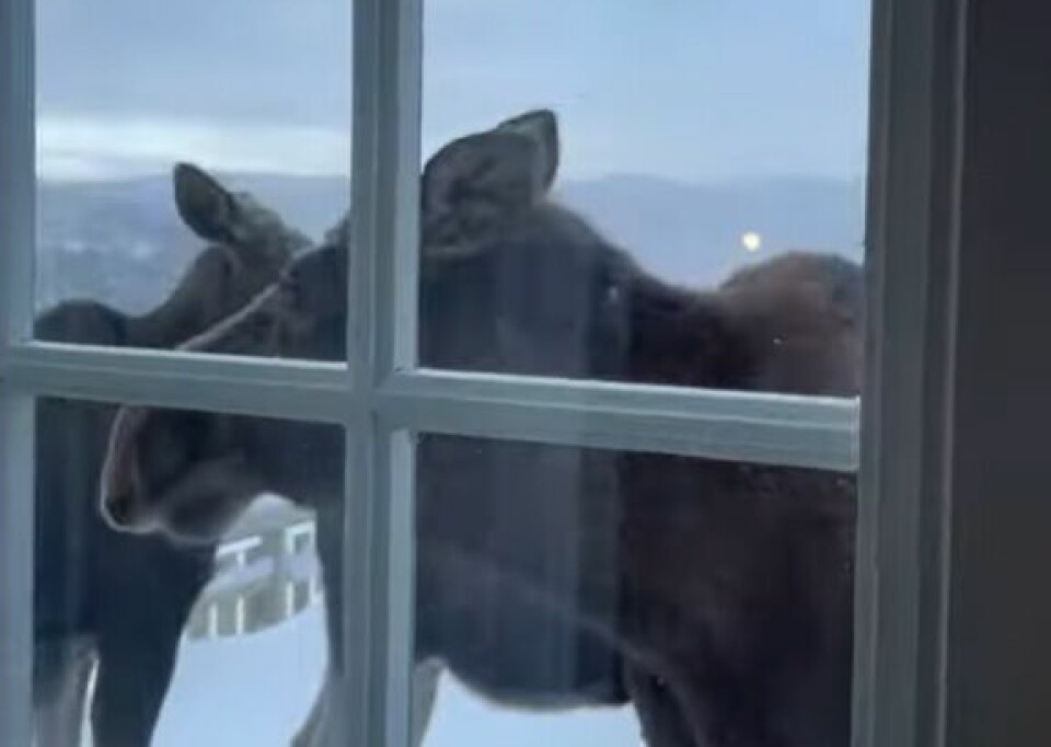Bildet er tatt gjennom et vindu innenfra. På utsida er det snø, og det står tre elger rett utenfor vinduet.