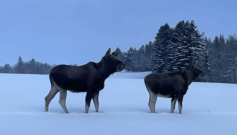 Mange viltpåkjørsler på grunn av dyp og løs snø - Vær oppmerksom! To elger i snøen. Skog i bakgrunnen