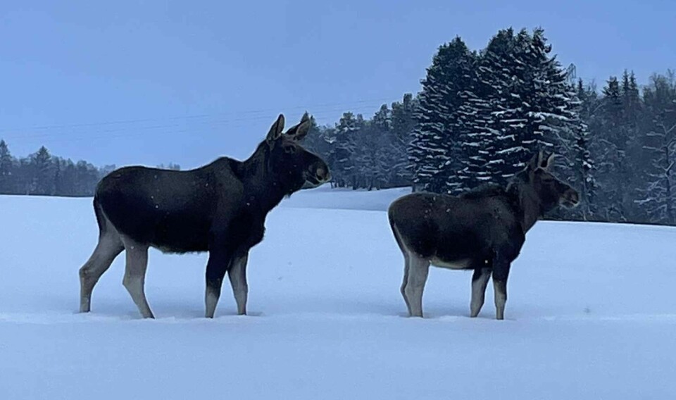 To elger i snøen. Skog i bakgrunnen