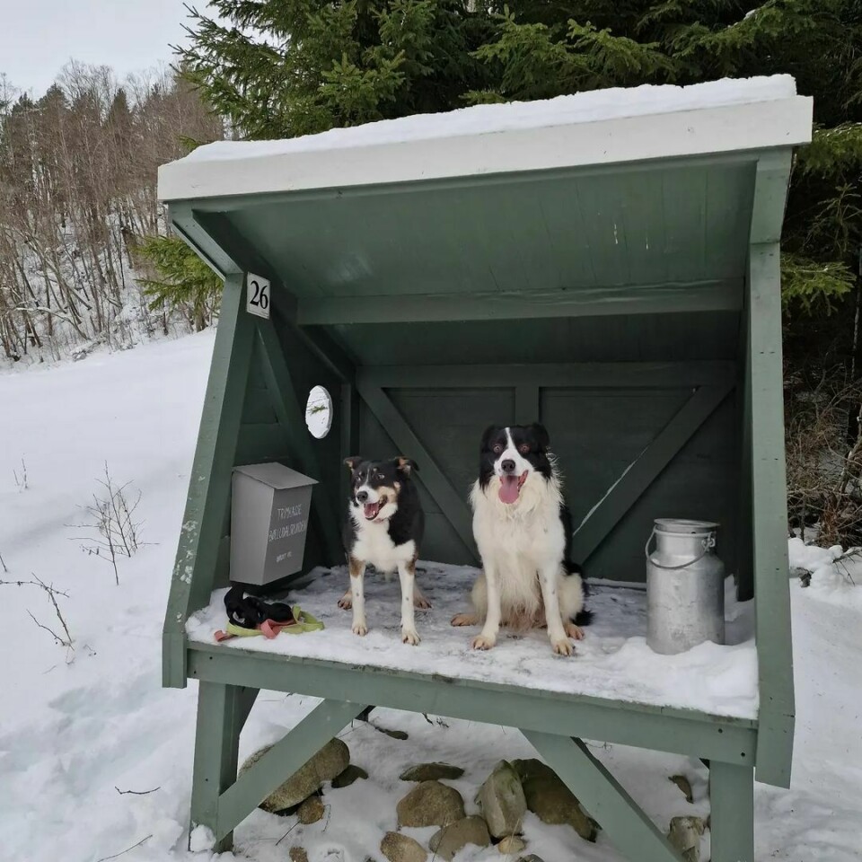 To hunder som sitter oppe i en melkerampe. I melkerampen står det et lite melkespann, og det er en postkasse på veggen på innsida.