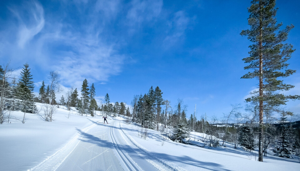 Fjelltopper i skitrimmen 2023 Blå himmel og nyoppkjørte skiløyper med trær rundt