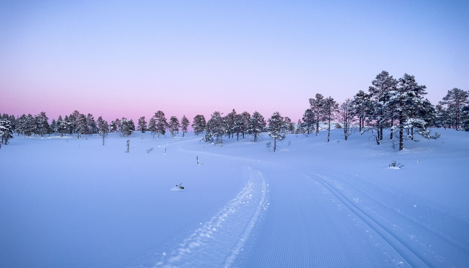 Kvelds himmel som er lilla og rosa og hvit snø med oppkjørte skiløyper