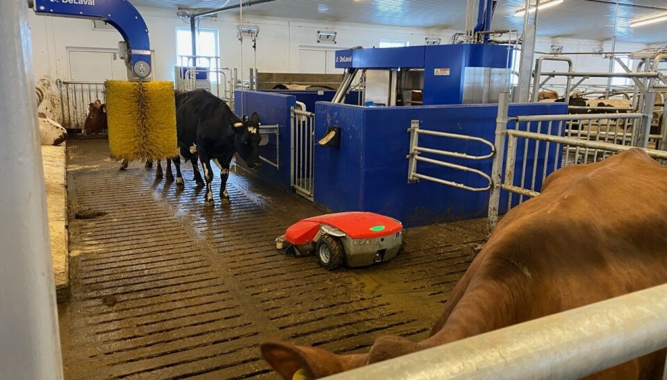 Skraperobot tar en av sine mange daglige runder rundt for å skrape gangarealet til kyrne. En maskin som skraper opp møkk inne i fjøset.