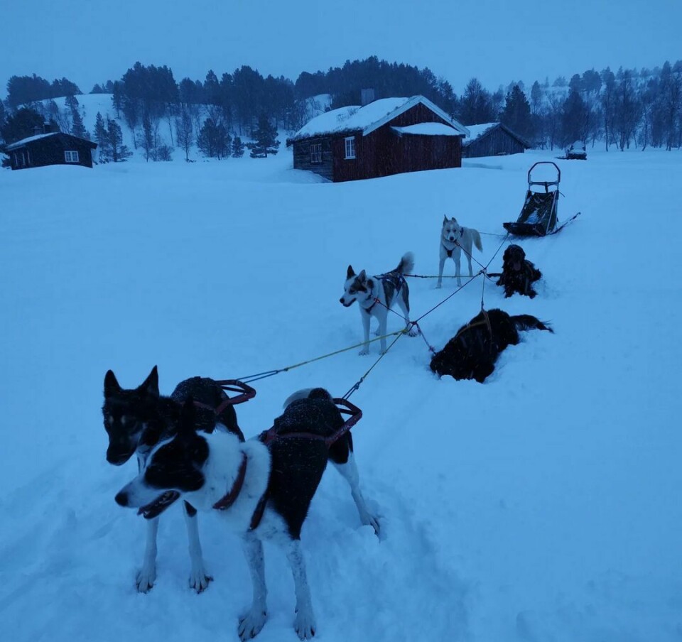 Seks hunder foran en hundeslede på snøen, med hytter i bakgrunnen.