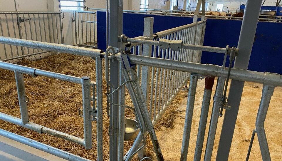 To kalvingsbinger med halm og strø. Tomme kalvebinger med halm og strø inne i et fjøs