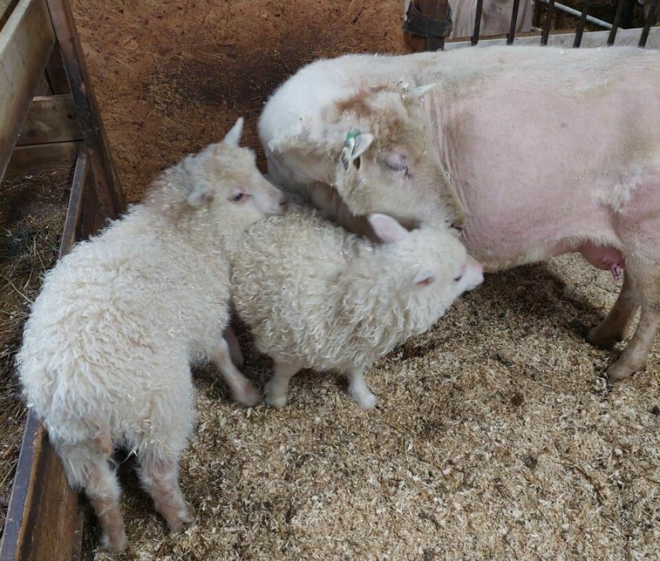 Mor og de to lamma født 28. februar