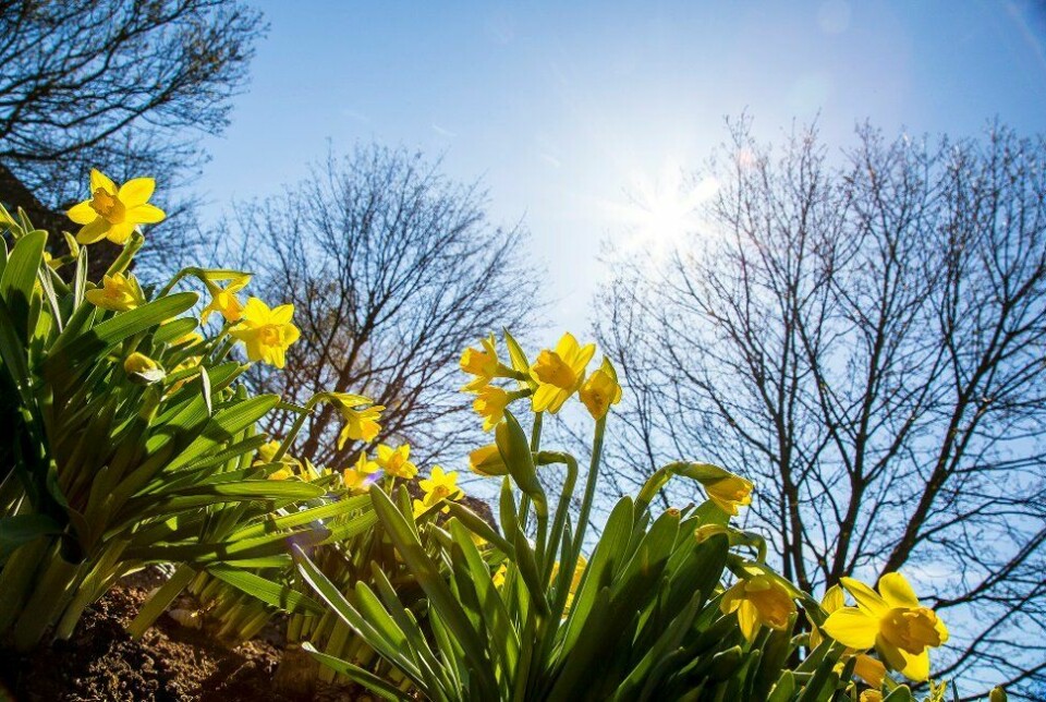 Mange gule påskeliljer med blå himmel og sol