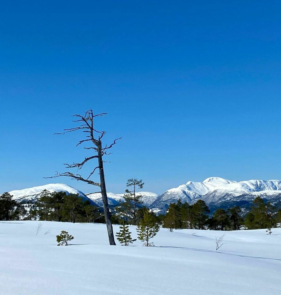 Hvit snø med et dødt tre og fjell i bakgrunnen. Blå himmel