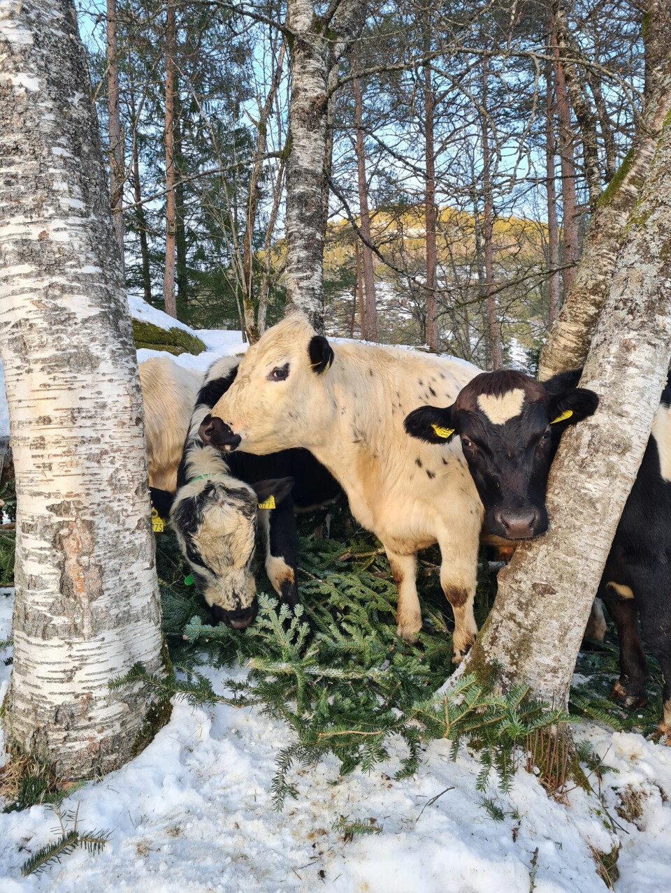 Kyr ute i snøen i skogen