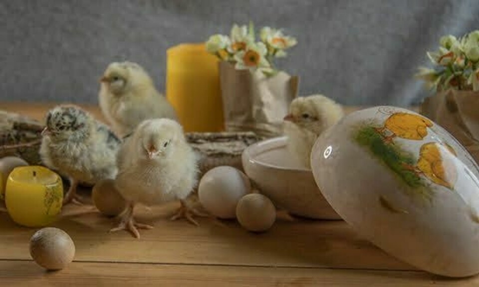 Fire levende kyllinger blant påskepynt og egg