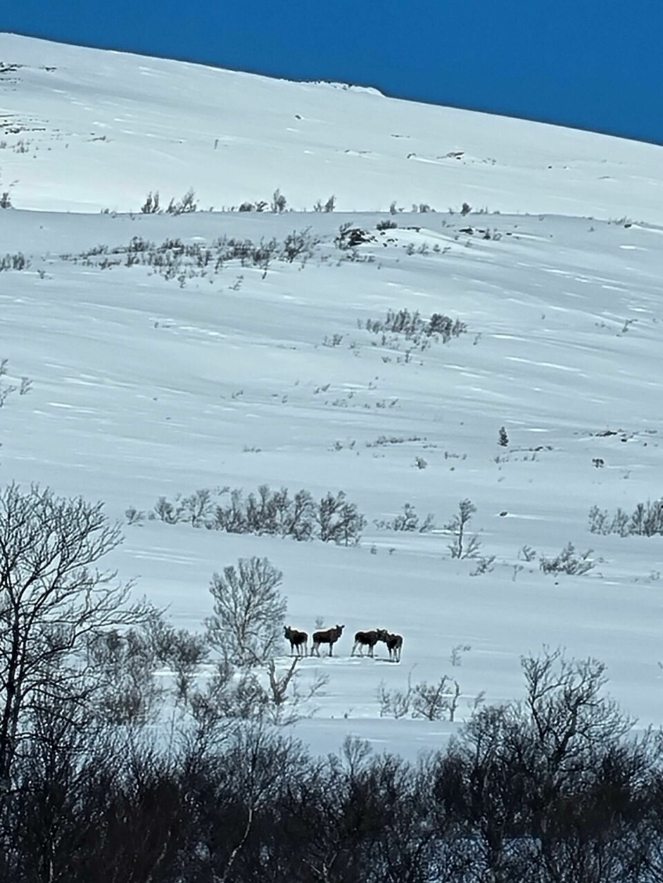 Fire elger i et snødekt fjellandskap