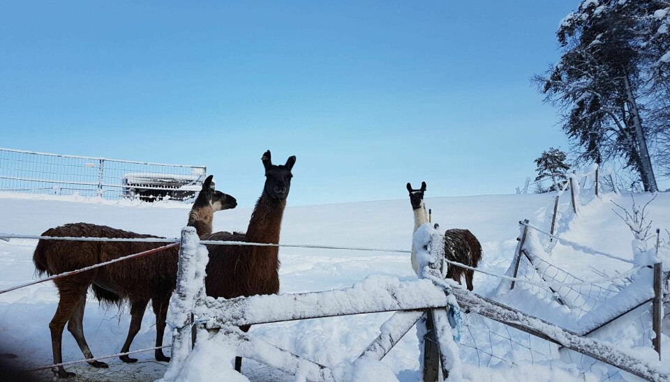 3 lamaer står ute i snøen
