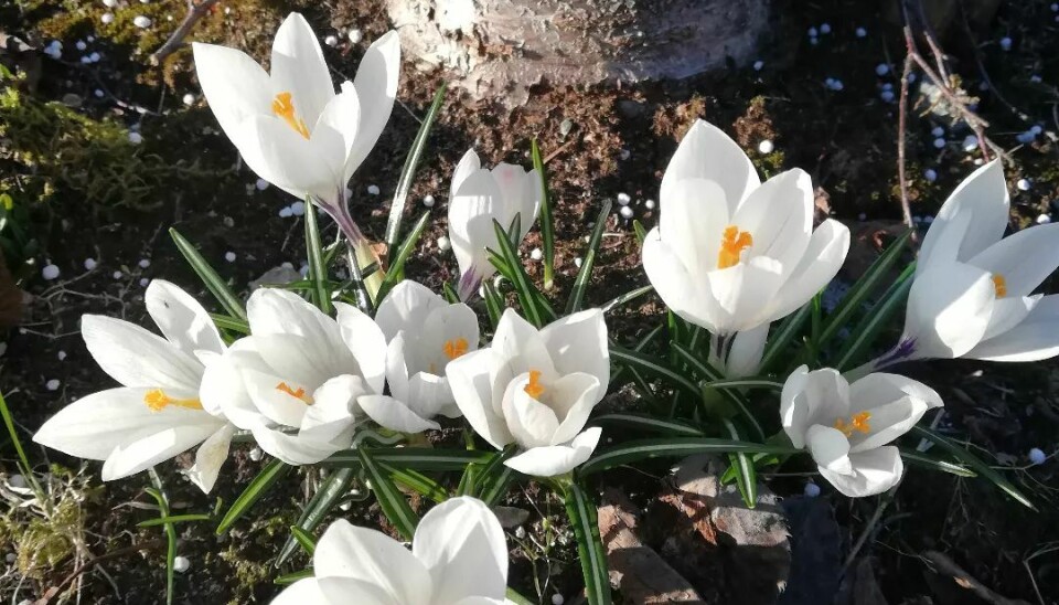 Hvite vårblomster kommer opp fra bakken