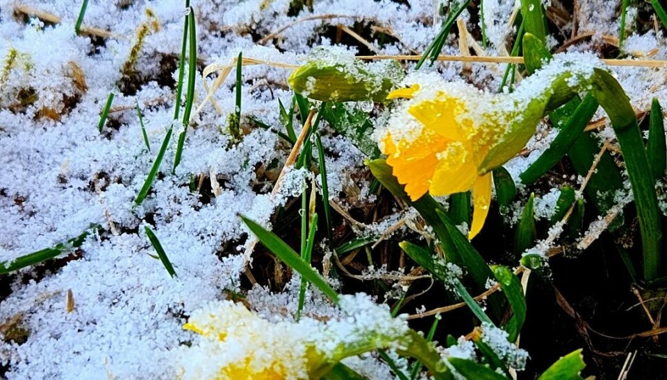 Litt vår og litt vinter Påskeliljer dekt med snø