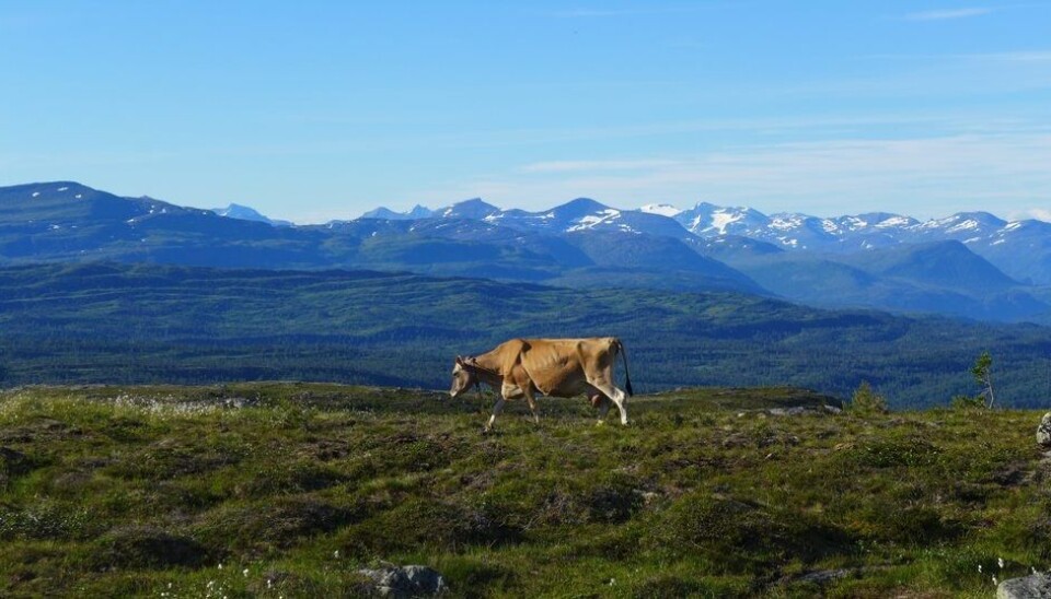 Ku på fjellet