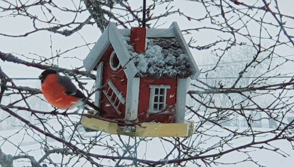 Dompap i snøvær siste helga i april. Dompap i snøvær siste helga i april.