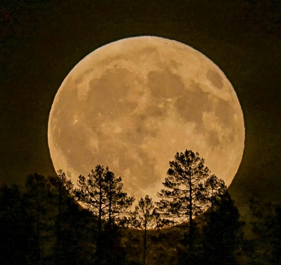 En stor fullmåne med trær foran seg