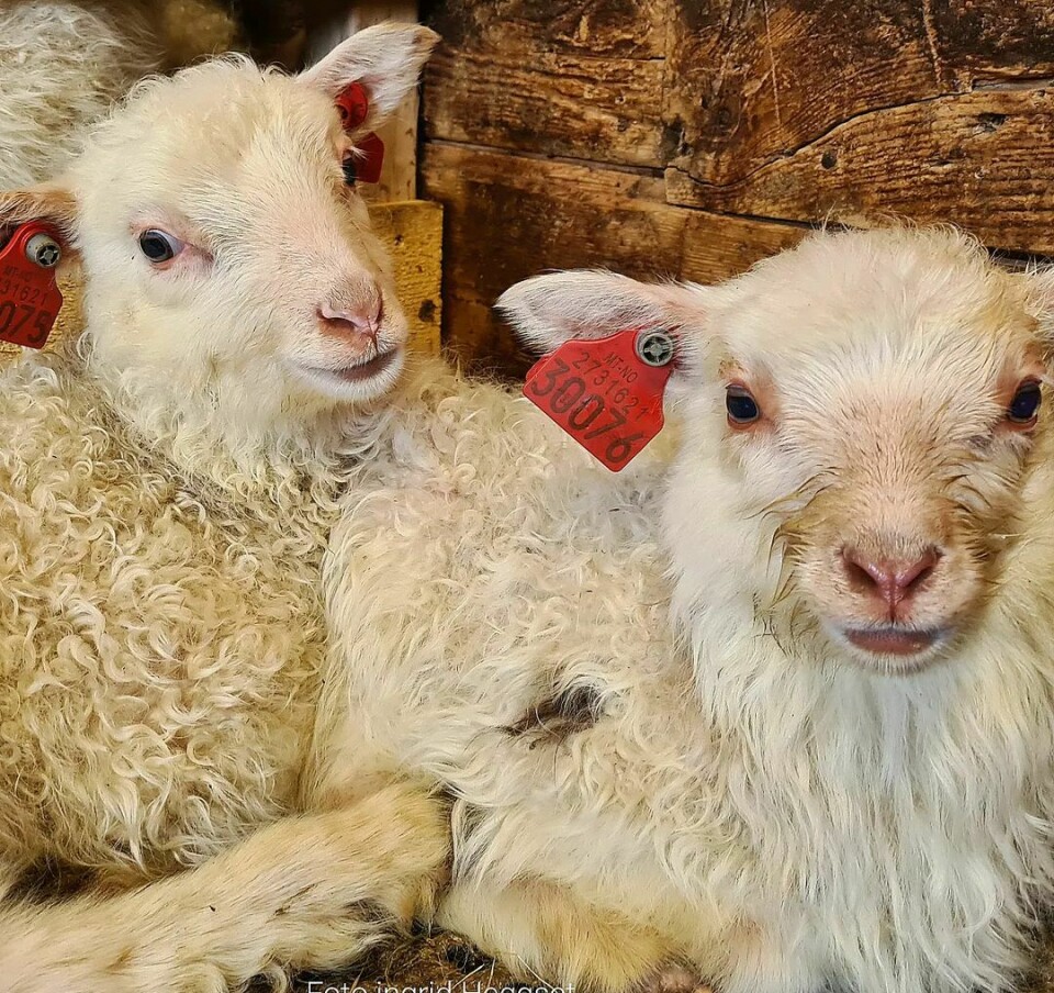 To hvite lam med rød merking i ørene ligger ved siden av hverandre og ser mot kameraet.