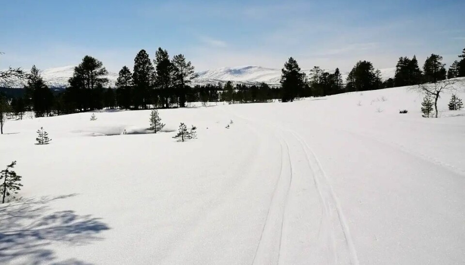 Fortsatt skiføre i Furuhaugmarka