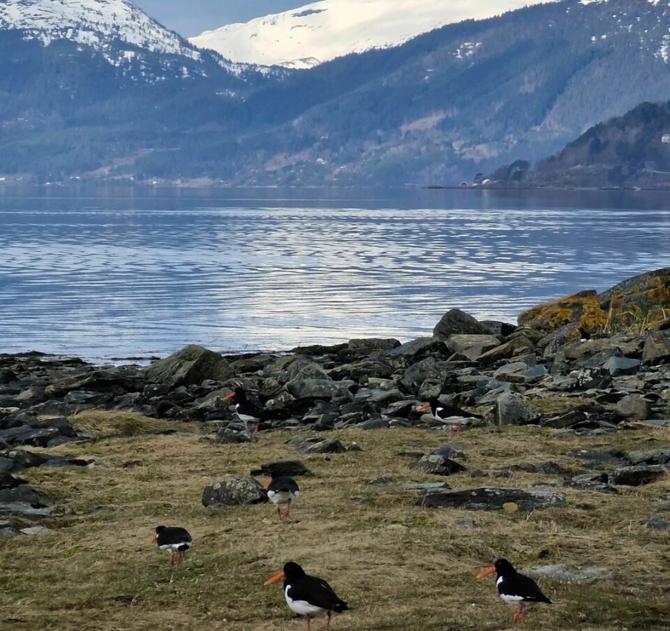 Fugler står på gresset ved sjøen. Fjell i bakgrunnen på andre siden av havet