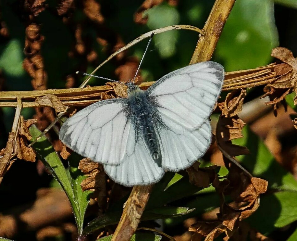 En hvit sommerfugl sitter på gresset
